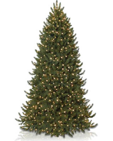 Vermont White Spruce Narrow- child-1